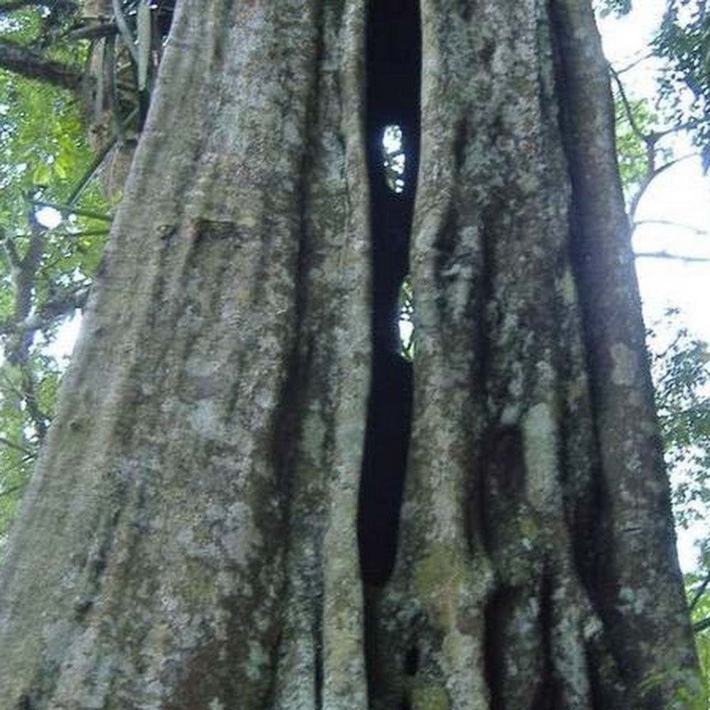 Meet your Posher, Z'étoile